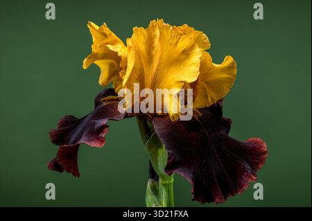 Iris Bloom bicolore saisissant sur fond vert profond Banque D'Images