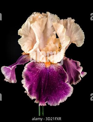 Elégant Bicolor Iris Bloom sur un fond noir profond Banque D'Images