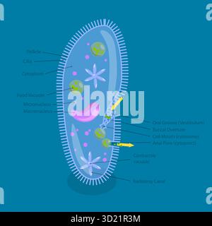Illustration plate isométrique 3D de l'anatomie de Paramecium caudatum, schéma éducatif Banque D'Images