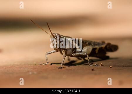 Gros plan sauterelle brune avec de grands beaux yeux les insectes semblent incroyables quand on les voit de près. Banque D'Images