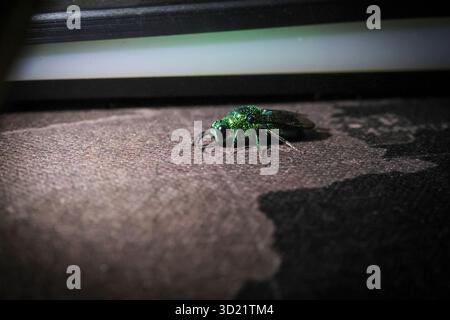 La guêpe sélective Chrysididae Cuckoo ou la guêpe émeraude la nuit sur un fond noir avec une lumière brillante sur un joli petit insecte vert émeraude. Banque D'Images