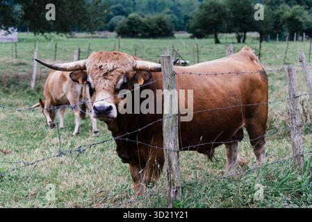 Un taureau brun et une vache paissent paisiblement derrière une clôture de barbelés dans la vallée de la rivière Saja en Cantabrie, en Espagne. Banque D'Images