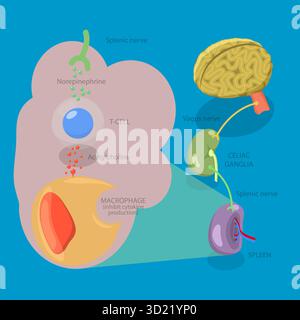 Illustration plate isométrique 3D du système nerveux parasympathique, diagramme médical Banque D'Images