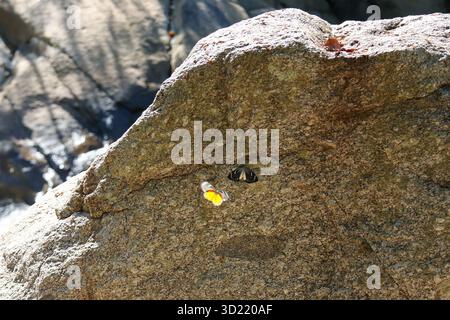 Un papillon se perche sur un rocher. Et un autre beau papillon volait vers elle. Beaux papillons avec différentes couleurs Banque D'Images