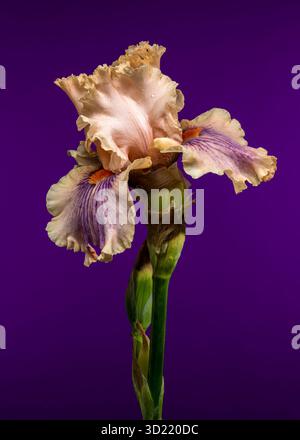 Douce élégance d'une Peach et Purple Bearded Iris sur Royal Purple Banque D'Images