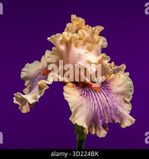 Douce élégance d'une Peach et Purple Bearded Iris sur Royal Purple Banque D'Images