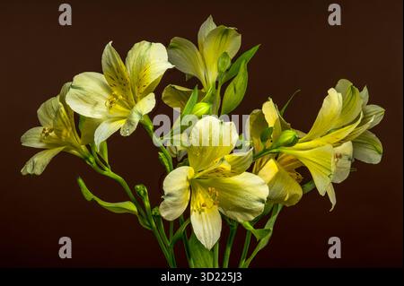Douce Alstroemeria jaune fleurs sur un fond brun chaud Banque D'Images