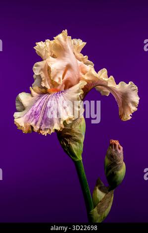 Douce élégance d'une Peach et Purple Bearded Iris sur Royal Purple Banque D'Images