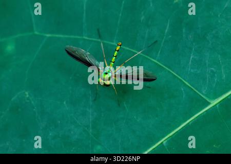 Gros plan mouches à longues pattes (Dolichopodidae) belle vert émeraude sur feuilles vertes dans la forêt en saison des pluies. Fond vert de nature. Banque D'Images