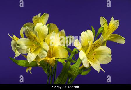 Fleurs d'Alstroemeria jaunes douces sur un fond bleu profond Banque D'Images