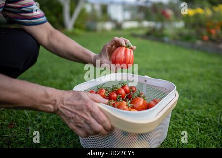 Panier de tomates de contrôle de cueillette de fermier dans le jardin de champ. Activité agricole rurale, autosuffisance Banque D'Images