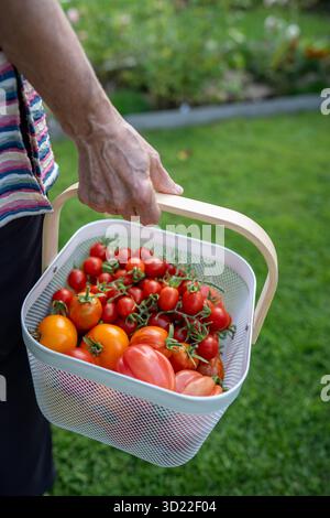 Agriculteur avec caisse de tomates rurales dans le jardin. Récolte de tomates mûres, soin des plantes, autosuffisance Banque D'Images