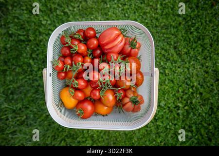 Panier plein de différentes tomates cueillies rouges debout sur l'herbe. Récolte, jardinage local. Banque D'Images