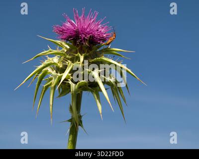 Fleur violette d'une plante nocive de chardon Marie avec un insecte contre le ciel bleu Banque D'Images