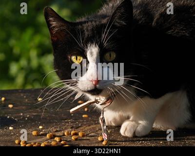 Chat noir et blanc regardant la nourriture sur la table en bois Banque D'Images