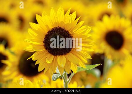 Tournesol fleurissant dans un champ de tournesols Banque D'Images