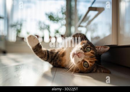 Chat calico curieux couché sur le sol, veut jouer, en regardant la vue de dessous de la caméra Banque D'Images