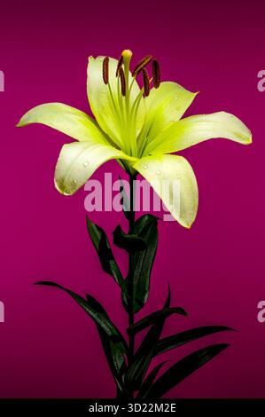 Fleur de lis vert clair avec des gouttelettes d'eau sur un fond rose Banque D'Images