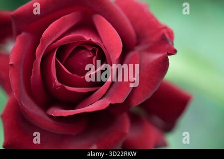 Rose rouge intense 'Burgund' Banque D'Images