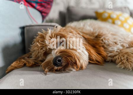 Un chien Labradoodle brun aux cheveux bouclés ou caniche est allongé sur le canapé à la maison Banque D'Images