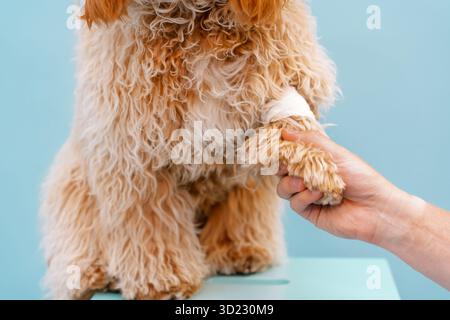Labrador brun bouclé ou caniche avec une patte bandée Banque D'Images