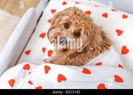 Chien pelucheux Goldendoodle ou cavapoo au lit sous une couverture blanche avec des coeurs. Banque D'Images