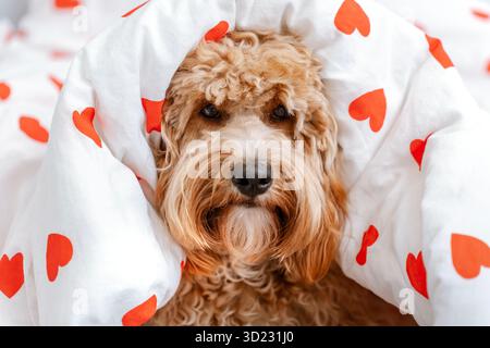 Chien pelucheux Goldendoodle ou cavapoo au lit sous une couverture blanche avec des coeurs. Banque D'Images