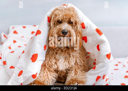 Chien pelucheux Goldendoodle ou cavapoo au lit sous une couverture blanche avec des coeurs. Banque D'Images