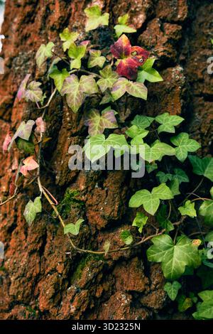 Écorce de bouleau et feuilles de lierre vert dans la lumière douce du coucher du soleil, calme et silencieux. Banque D'Images