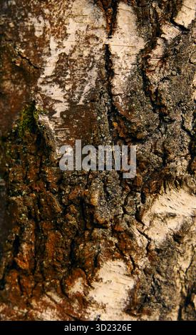 Vue rapprochée de l'écorce de forêt illuminée par la lumière douce du soir. Banque D'Images