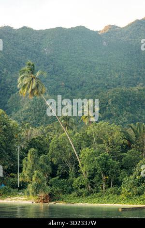 De grands palmiers et une forêt verdoyante avec une toile de fond montagneuse au bord de l'eau. Village de Saleman, île de Seram, Maluku, Indonésie Banque D'Images