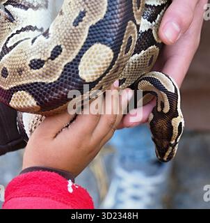 Enfant et adulte tenant un serpent python royal Banque D'Images