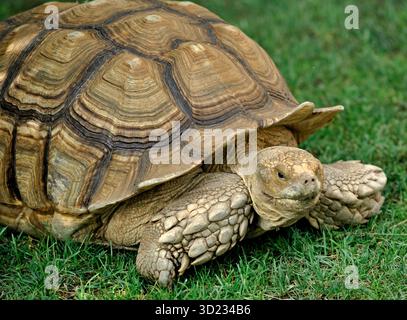 Tortue africaine poussée marchant sur l'herbe verte dans une journée ensoleillée Banque D'Images