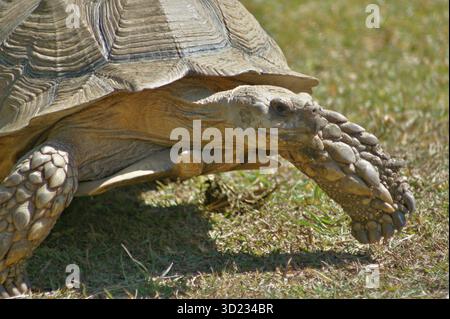 Tortue africaine marchant sur l'herbe dans un habitat naturel Banque D'Images