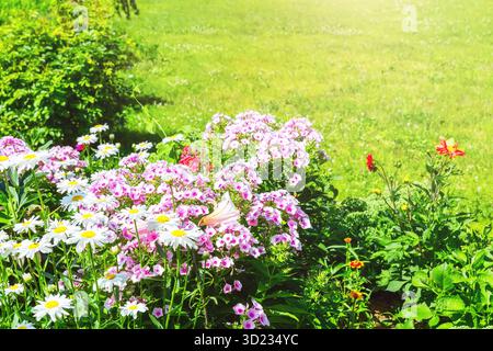 De belles fleurs de printemps poussent dans un parterre de fleurs à côté d'une pelouse dans un jardin ensoleillé. Beau jardin de printemps. Fleurs d'été colorées dans le su matin Banque D'Images