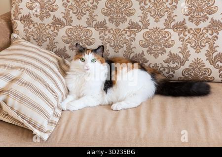 Portrait d'un beau chat calico moelleux avec les yeux verts, allongé sur un canapé à la maison. Banque D'Images