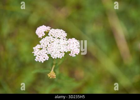 Délicate fleur blanche sauvage fleurissant dans un paysage de prairie verdoyant Banque D'Images