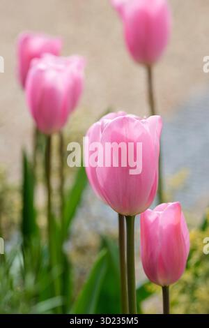 Tulipa Mistress, Tulip Mistress, tulipes triomphales rose sucre en forme de tasse Banque D'Images