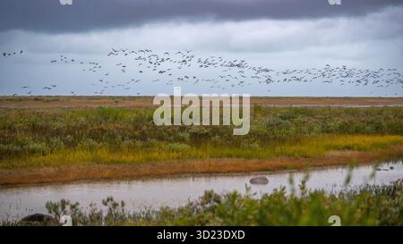 Un vaste paysage de marais avec des oiseaux volant sous un ciel nuageux au-dessus d'un plan d'eau serein. Cross Lake, Manitoba, Canada Banque D'Images