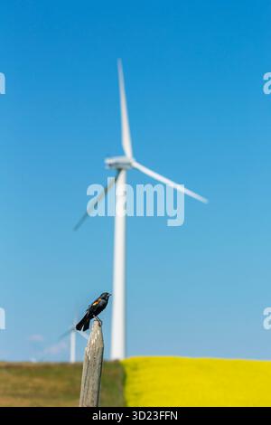 Oiseau perché sur poteau avec éolienne et champ jaune sous ciel bleu clair. Au nord de Glenwood, Canada Banque D'Images