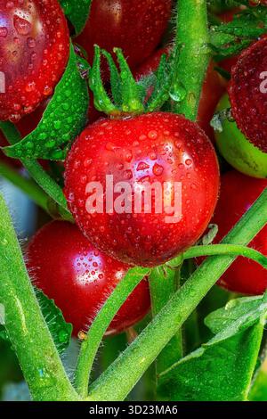 Tomates rouges fraîches sur la vigne avec des gouttes de rosée et des feuilles vertes luxuriantes. Banque D'Images