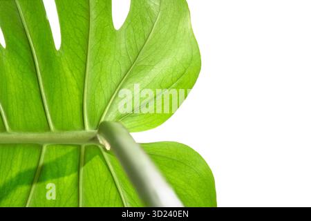 Gros plan de feuille de monstera vert vibrant avec des veines ensoleillées sur fond blanc Banque D'Images