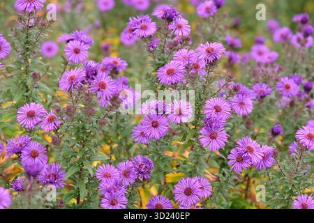 Violet foncé Aster novi belgii, ou Aster de la Nouvelle-Angleterre, « Purple Dome » en fleur. Banque D'Images