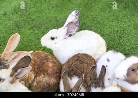 Groupe de lapins avec des couleurs de fourrure variées sur l'herbe verte regardant dans différent Banque D'Images