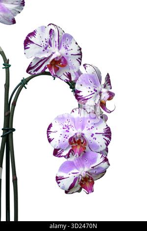 Gros plan de deux fleurs colorées violettes et blanches de l'orchidée 'Phalaenopsis Magic Art' sur fond blanc Banque D'Images