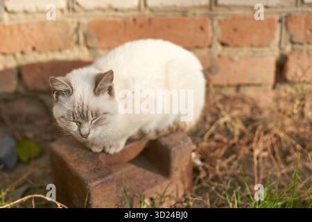 Chat blanc dormant à l'extérieur sur l'étape de brique dans le jardin ensoleillé. Banque D'Images