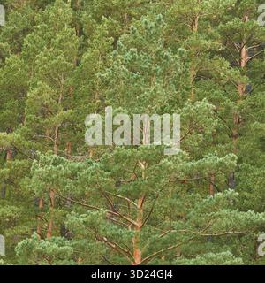 Forêt luxuriante de grands pins verts dans un paysage boisé dense Banque D'Images