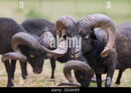 Mouton de montagne gallois noir avec des cornes bélier brebis troupeau nature de ferme animale Banque D'Images