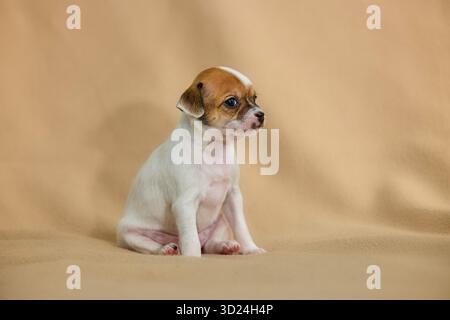 Chihuahua chiot mignon petit chien adorable animal de compagnie canine race portrait Banque D'Images