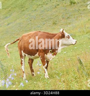 Vache brune et blanche pâturant sur une prairie verte luxuriante par une journée ensoleillée Banque D'Images